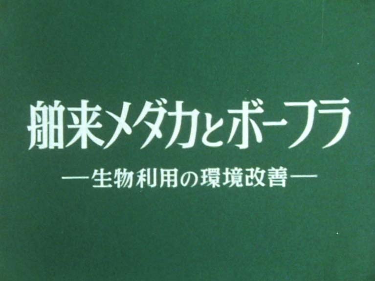舶来メダカとボーフラ 生物利用の環境改善