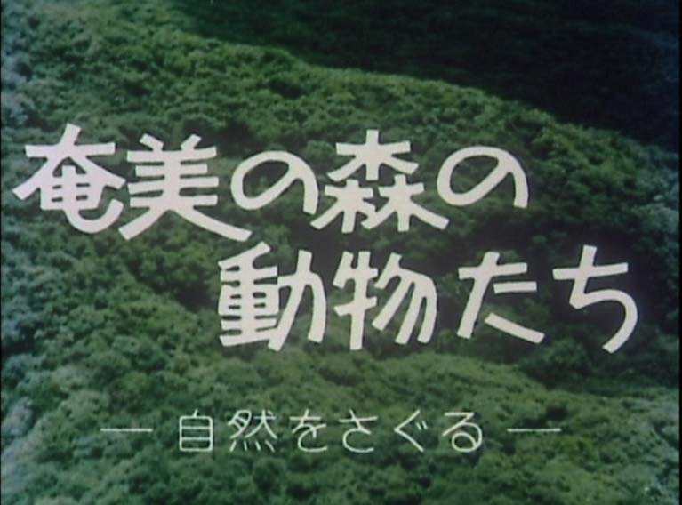 奄美の森の動物たち 自然をさぐる