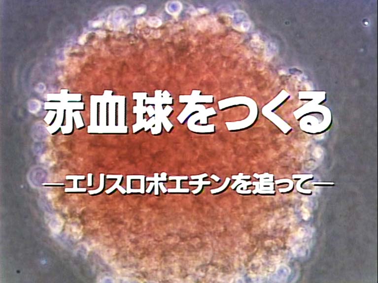 赤血球をつくる エリスロポエチンを追って