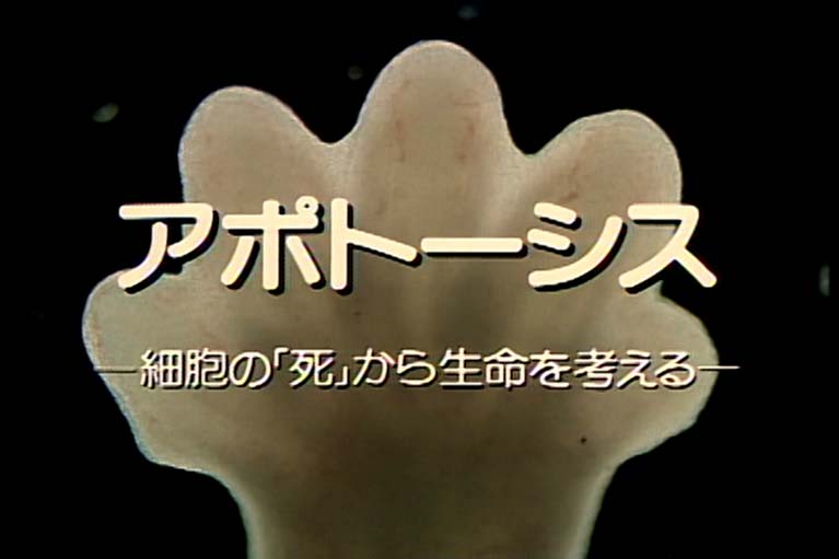 アポトーシス 細胞の「死」から生命を考える