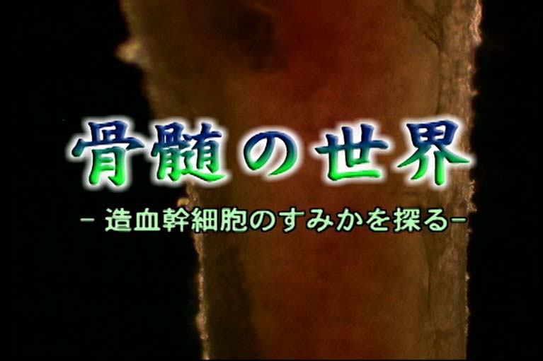 骨髄の世界 造血幹幹細胞のすみかを探る
