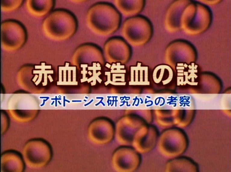 赤血球造血の謎 アポトーシス研究からの考察