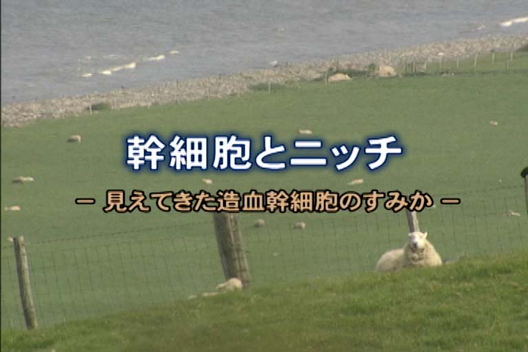 幹細胞とニッチ 見えてきた造血幹細胞のすみか